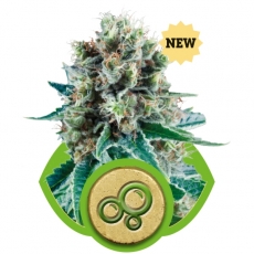 BUBBLE KUSH AUTOMATIC - 1 UNIDAD FEMINIZADA - ROYAL QUEEN - SEMILLAS