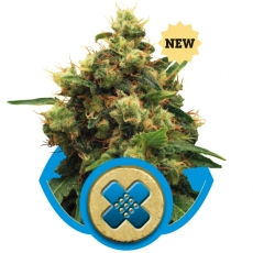 PAINKILLER XL - 1 UNIDAD FEMINIZADA - ROYAL QUEEN - SEMILLAS