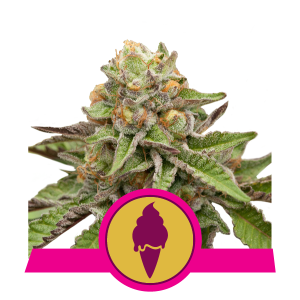 GREEN GELATO - 1 UNIDAD FEMINIZADA - ROYAL QUEEN - SEMILLAS