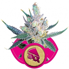 ROYAL CHEESE-FAST VERSION - 3 UNIDADES FEMINIZADAS - ROYAL QUEEN - SEMILLAS