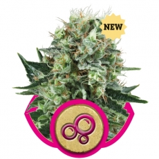 BUBBLE KUSH - 3 UNIDADES FEMINIZADAS - ROYAL QUEEN - SEMILLAS