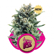 BLUE CHEESE - 3 UNIDADES FEMINIZADAS - ROYAL QUEEN - SEMILLAS