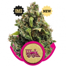 CANDY KUSH EXPRESS FAST - 3 UNIDADES FEMINIZADAS - ROYAL QUEEN - SEMILLAS