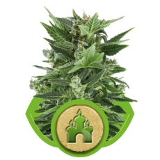 ROYAL KUSH AUTOMATIC - 3 UNIDADES FEMINIZADAS - ROYAL QUEEN - SEMILLAS