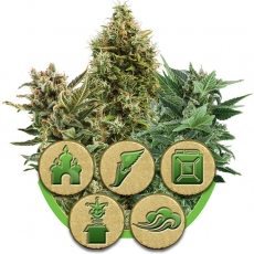 AUTOFLOWERING OUTDOOR MIXS - 3 UNIDADES FEMINIZADAS - ROYAL QUEEN - SEMILLAS