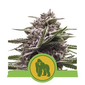 ROYAL GORILLA AUTOMATIC - 3 UNIDADES FEMINIZADAS - ROYAL QUEEN - SEMILLAS
