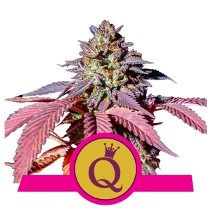 PURPLE QUEEN - 3 UNIDADES FEMINIZADAS - ROYAL QUEEN - SEMILLAS