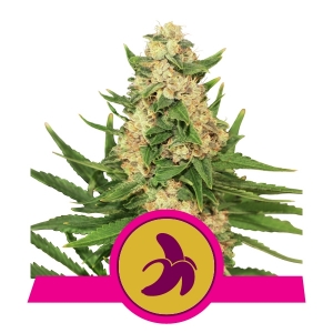 FAT BANANA - 3 UNIDADES FEMINIZADAS - ROYAL QUEEN - SEMILLAS