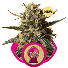 BUBBLE GUM XL - 5 UNIDADES FEMINIZADAS - ROYAL QUEEN - SEMILLAS