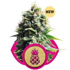 PINEAPPLE KUSH - 5 UNIDADES FEMINIZADAS - ROYAL QUEEN - SEMILLAS