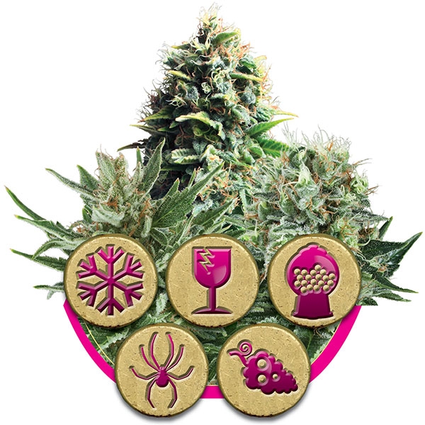 FEMINIZED MIX - 5 UNIDADES FEMINIZADAS - ROYAL QUEEN - SEMILLAS
