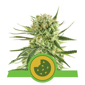 ROYAL COOKIES AUTOMATIC - 5 UNIDADES FEMINIZADAS - ROYAL QUEEN - SEMILLAS