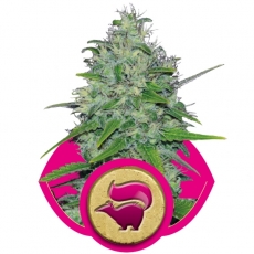 SKUNK XL - 10 UNIDADES FEMINIZADAS - ROYAL QUEEN - SEMILLAS