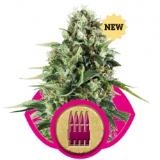 ROYAL AK - 10 UNIDADES FEMINIZADAS - ROYAL QUEEN - SEMILLAS