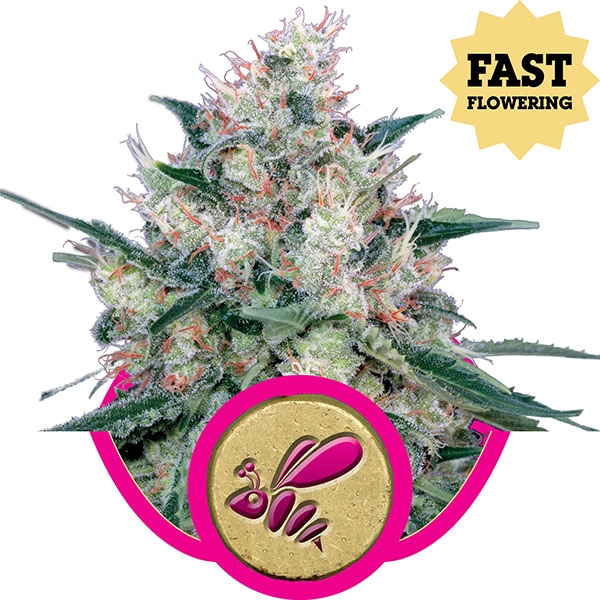 HONEY CREAM - FAST VERSION - 10 UNIDADES FEMINIZADAS - ROYAL QUEEN - SEMILLAS