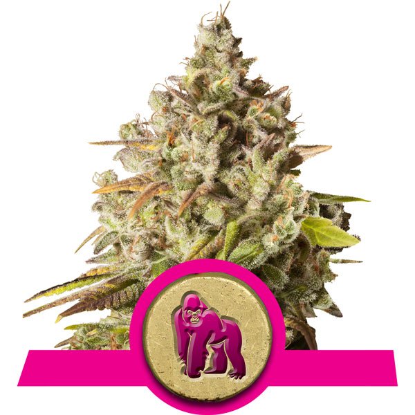 ROYAL GORILLA - 10 UNIDADES FEMINIZADAS - ROYAL QUEEN - SEMILLAS