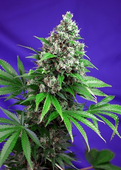 KILLER KUSH FAST VERSION - 3 UNIDADES FEMINIZADAS - SWEET SEEDS - SEMILLAS