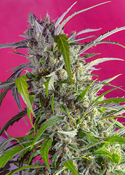 CRYSTAL CANDY AUTO ® - 3 UNIDADES FEMINIZADAS - SWEET SEEDS - SEMILLAS
