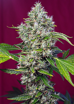 SAN FERNANDO LEMON KUSH ® - - SWEET SEEDS - SEMILLAS