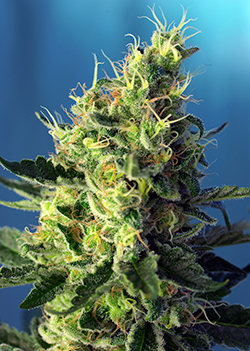 SWEET PURE CBD ® - 3 UNIDADES FEMINIZADAS - SWEET SEEDS - SEMILLAS