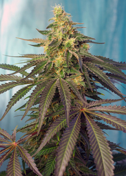 3 UND FEM - CREAM CARAMEL CBD ® - 3 UNIDADES FEMINIZADAS - SWEET SEEDS - SEMILLAS