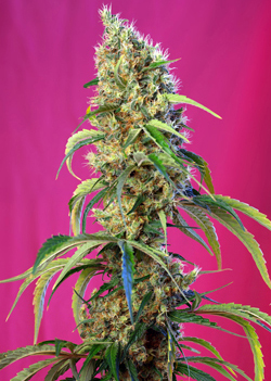 BLACK JACK CBD ® - 3 UNIDADES FEMINIZADAS - SWEET SEEDS - SEMILLAS