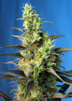 ICE COOL CBD ® - 3 UNIDADES FEMINIZADAS - SWEET SEEDS - SEMILLAS