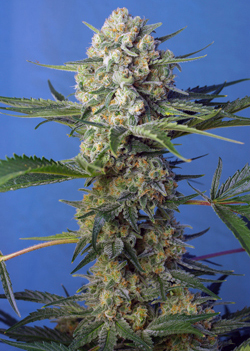 CRYSTAL CANDY F1 FAST VERSION ® - 3 UNIDADES FEMINIZADAS - SWEET SEEDS - SEMILLAS