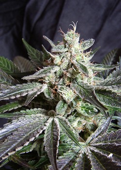 BLACK JACK FAST VERSION - 5 UNIDADES FEMINIZADAS - SWEET SEEDS - SEMILLAS