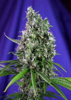 AUTO SWEET TRAINWRECK - 5 UNIDADES FEMINIZADAS - SWEET SEEDS - SEMILLAS
