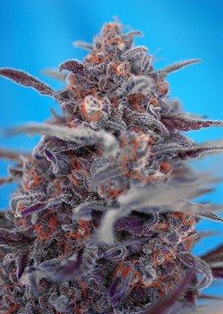 AUTO DEVIL CREAM - 5 UNIDADES FEMINIZADAS - SWEET SEEDS - SEMILLAS