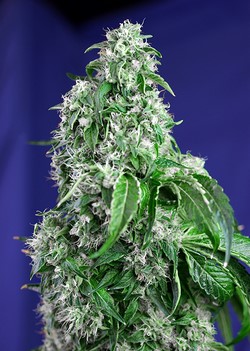 BIG DEVIL FAST VERSION - 5 UNIDADES FEMINIZADAS - SWEET SEEDS - SEMILLAS