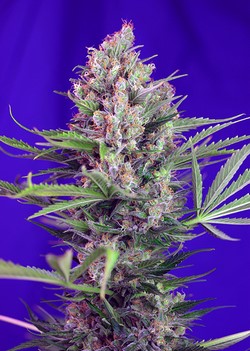CREAM MANDARINE FAST VERSION - 5 UNIDADES FEMINIZADAS - SWEET SEEDS - SEMILLAS