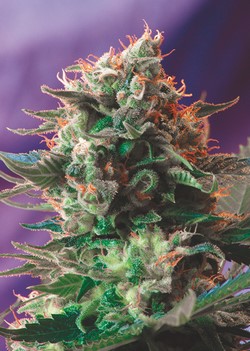 JACK 47 FAST VERSION - 5 UNIDADES FEMINIZADAS - SWEET SEEDS - SEMILLAS