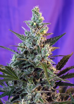SWEET SKUNK FAST VERSION - 5 UNIDADES FEMINIZADS - SWEET SEEDS - SEMILLAS