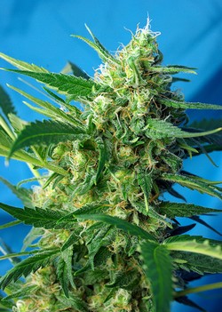 AUTO ICE COOL - 5 UNIDADES FEMINIZADAS - SWEET SEEDS - SEMILLAS