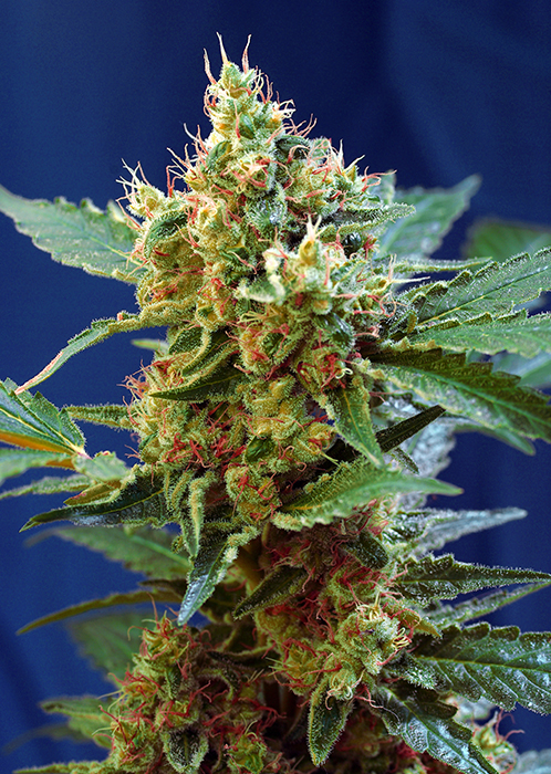 CREAM MANDARINE XL AUTO - 5 UNIDADES FEMINIZADAS - SWEET SEEDS - SEMILLAS