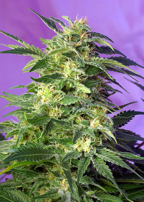KILLER KUSH AUTO - 5 UNIDADES FEMINIZADAS - SWEET SEEDS - SEMILLAS