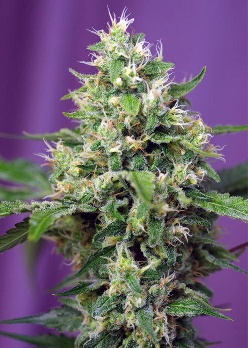 BLOW MIND AUTO - 5 UNIDADES FEMINIZADAS - SWEET SEEDS - SEMILLAS
