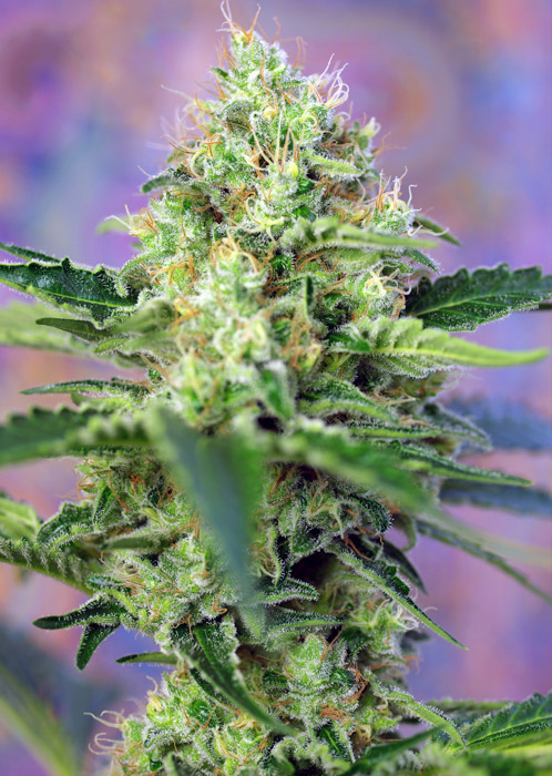 CRYSTAL CANDY - 5 UNIDADES FEMINIZADAS - SWEET SEEDS - SEMILLAS