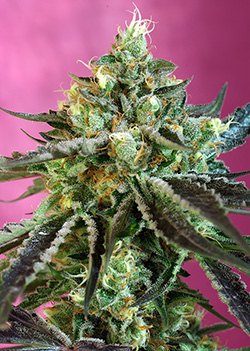 SWEET NURSE AUTO CBD ® - 5 UNIDADES FEMINIZADAS - SWEET SEEDS - SEMILLAS