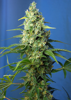 HONEY PEACH AUTO CBD ® - 5 UNIDADES FEMINIZADAS - SWEET SEEDS - SEMILLAS