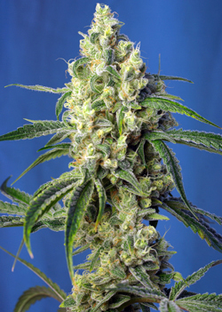 GREEN POISON CBD ® - 5 UNIDADES FEMINIZADAS - SWEET SEEDS - SEMILLAS