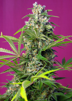 5 UND FEM - GORILLA GIRL - - SWEET SEEDS - SEMILLAS