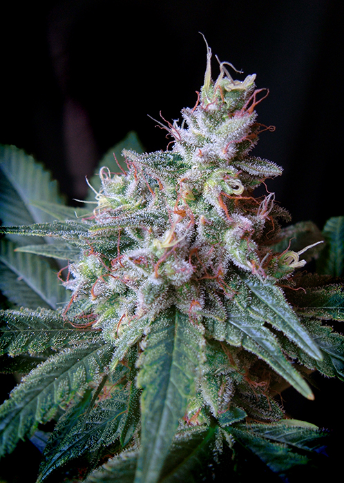 CREAM CARAMEL - 100 UNIDADES FEMINIZADAS - SWEET SEEDS - SEMILLAS