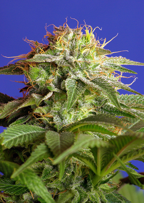 GREEN POISON - 100 UNIDADES FEMINIZADAS - SWEET SEEDS - SEMILLAS