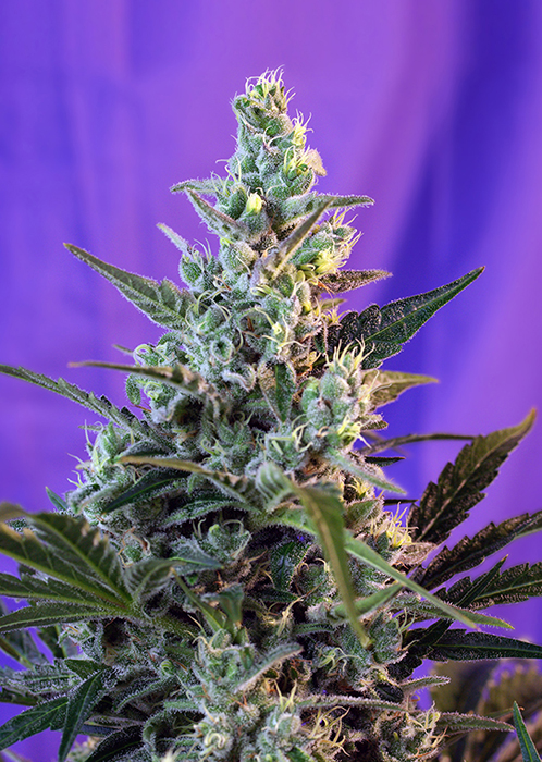 SWEET SKUNK AUTO - 100 UNIDADES FEMINIZADAS - SWEET SEEDS - SEMILLAS
