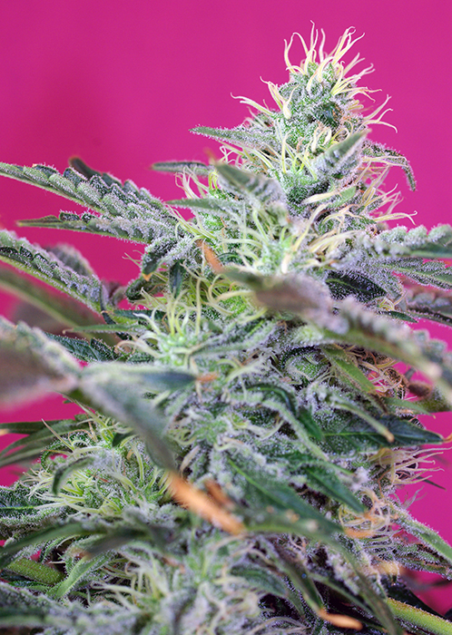SWEET CHEESE AUTO - 100 UNIDADES FEMINIZADAS - SWEET SEEDS - SEMILLAS