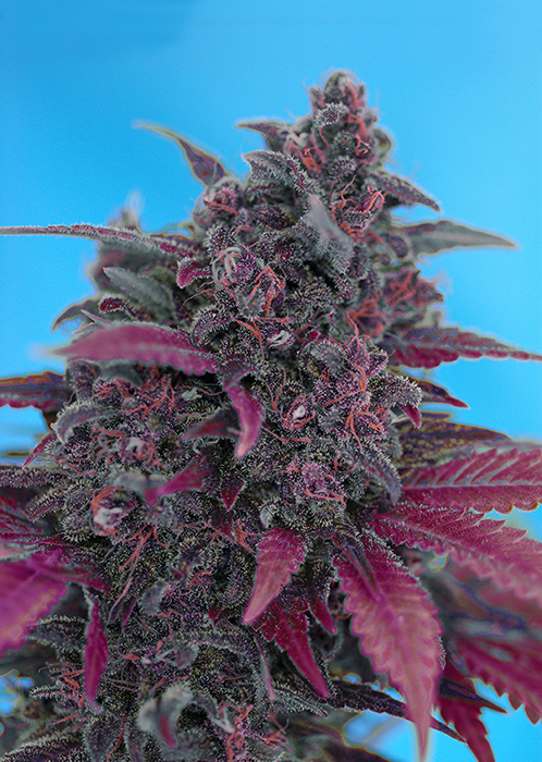 DARK DEVIL AUTO - 100 UNIDADES FEMINIZADAS - SWEET SEEDS - SEMILLAS