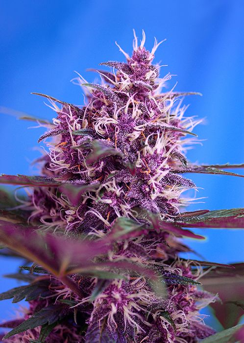 RED POISON AUTO - 100 UNIDADES FEMINIZADAS - SWEET SEEDS - SEMILLAS